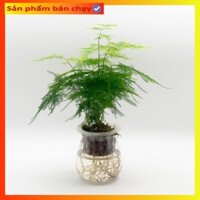 Cây thủy tùng trồng thủy sinh cao 25cm, bụi lá xum xuê, cây phong thuỷ để bàn