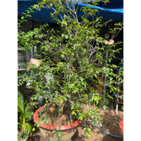 CÂY TO / NHO THÂN GỖ  TỨ QUÝ TRƯỞNG THÀNH