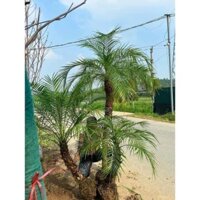 Cây Trà Là 50cm-2m