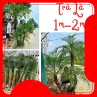 Cây TRÀ LÀ (CAU NGA MI) - 2m, lá xanh đẹp cây khỏe dễ chăm sóc-88@