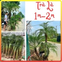Cây TRÀ LÀ (CAU NGA MI) Cao 1m-2m, cây đánh bầu chắc khỏe, phát triển nhanh sau trồng [sp26]