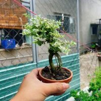 Cây trà phúc kiến bonsai