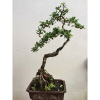 Cây Trà Phúc Kiến (bùm sụm) bonsai
