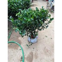 CÂY TRÀ XANH LOẠI TO cây khỏe giống tốt dễ chăm sóc