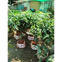 Cây Trà Xanh (lớn gốc to )chỉ giao hoả tốc