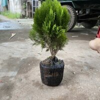 Cây trắc bách diệp cao 35-40cm thích hợp trang trí bồn hoa hàng rào lối đi (Ảnh Thật)