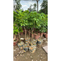 CÂY TRÁM ĐEN CÂY GHÉP CHOAI CHO QUẢ SỚM SAU 1 Năm trồng