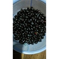 Cây trâm giống cao từ 45cm giá 3 cây 120k