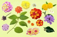 Cây Trâm Ổi: Những Điều Thú Vị Bạn Cần Biết