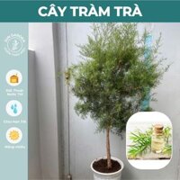 Cây Tràm Trà Dáng Tree Lớn Cao 90cm - 100cm Jun Garden