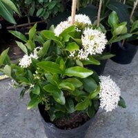 Cây 🌲 Trang Mỹ Trắng( mẫu đơn trắng)