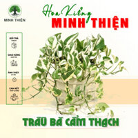 Cây Trầu Bà Cẩm Thạch chậu treo lá rũ