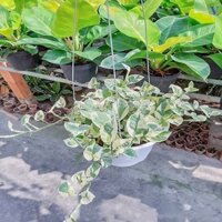 Cây trầu bà cẩm thạch chậu treo