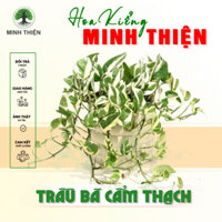 Cây Trầu Bà Cẩm Thạch chậu treo lá rũ