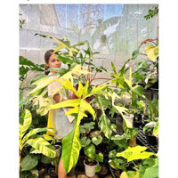 cây trầu bà cánh én màu vàng cẩmthạch Philodendron Florida Beauty Variegated