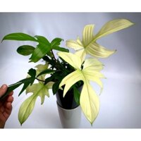 Cây Trầu Bà Cánh Én Vàng