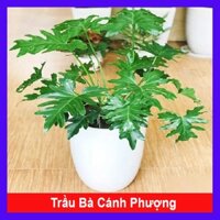 Cây trầu bà cánh phượng - cây cảnh trong nhà
