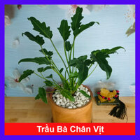 Cây trầu bà chân vịt - Cây cảnh trong nhà