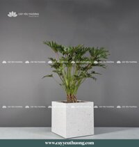 Cây trầu bà chân vịt gốc lớn - Chậu Trồng Cây Cỡ Lớn