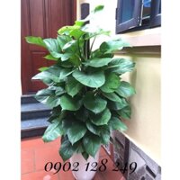 Cây trầu bà cột loại to hàng loại 1 chậu nhựa