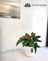 Cây trầu bà đế vương đỏ Cây cảnh phong thủy đẹp giá rẻ