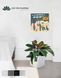 Cây trầu bà đế vương đỏ cây xanh trang trí quán cà phê giá rẻ