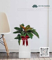 Cây trầu bà đế vương đỏ Chậu xi măng,đá mài vuông 25x50cm