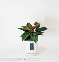 Cây trầu bà đế vương đỏ - Chậu xi măng,đá mài 30x30cm