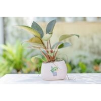 Cây trầu bà đế vương đỏ để bàn