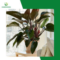 Cây Trầu Bà Đế Vương đỏ Mini Home Garden