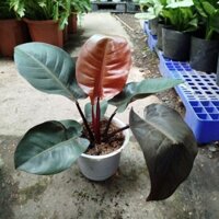 Cây Trầu Bà Đế Vương Đỏ Nâu