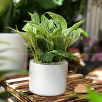 Cây trầu bà đế vương kim cương - Trầu bà đế vương sọc cây trồng chậu sứ cao 25cm