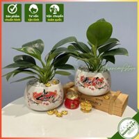 Cây trầu bà đế vương xanh chậu gốm phong thủy để bàn