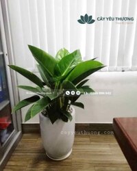 Cây trầu bà đế vương xanh chậu sứ trắng