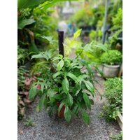 Cây trầu bà én vàng Philodendro Florida Gost (chỉ giao hoả tốc HCM)