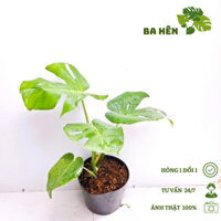 Cây Trầu Bà Lá Xẻ (C9) - Cây Monstera Deliciosa - Cây Cảnh Trang Trí