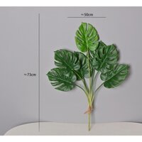 Cây trầu bà lá xẻ - Cây lá rùa - Cây monstera ( loại 7 lá ) trang trí