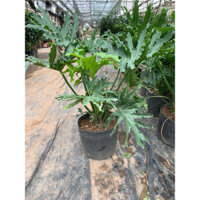 Cây trầu bà lá xẻ #Chầu bà cánh phượng, Chỉ  ship hỏa tốc .