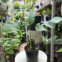 cây trầu bà lá xẻ Epipremnum Pinnatum Var Albo(như hình)