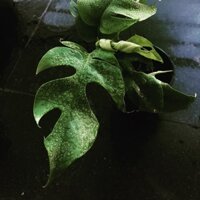 Cây Trầu Bà Lá Xẻ Form Nhỏ - Rhaphidophora Tetrasperma - Mini Monstera