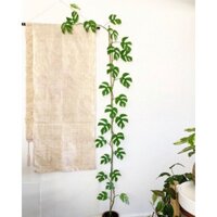 Cây Trầu bà lá xẻ form nhỏ-Monstera mini