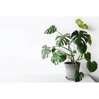 Cây Trầu Bà Lá Xẻ Leo