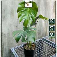 Cây Trầu Bà Lá Xẻ - Monstera Deliciosa - Tổng thể 60-70 cm - Kiểng lá trang trí sang trọng