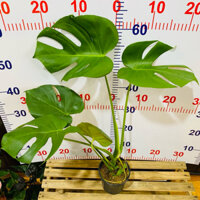 Cây Trầu Bà Lá Xẻ [Monstera] Size lá 20-25cm