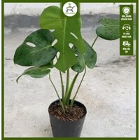 Cây Trầu Bà Lá Xẻ - Monstera Deliciosa - Cây cao 60-70 cm - Kiểng lá trang trí sang trọng