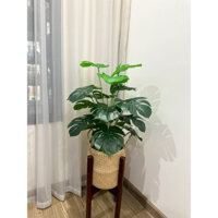 Cây trầu bà lá xẻ monstera 70cm (Cây giả decor)