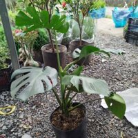 Cây Trầu Bà Lá Xẻ ( Montera) lá 38cm