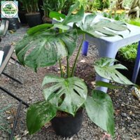 Cây Trầu Bà Lá Xẻ ( Monterra) hàng đẹp cao 60cm