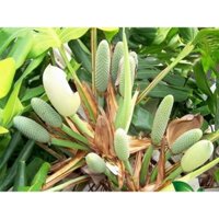 Cây Trầu Bà Lá Xẻ Size Lớn