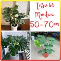 Cây Trầu Bà Lá Xẻ ( trầu bà Monstera ) , Chiều cao 70cm lá to đẹp